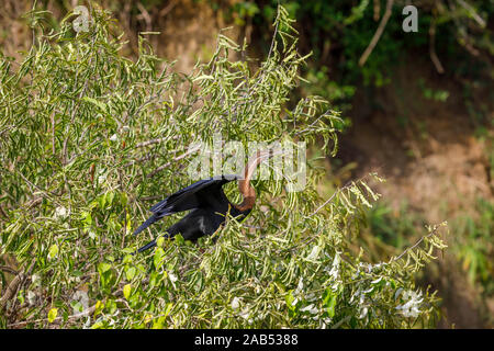 Afrikanische schlangenhalsvogel (anhinga Rufa, oder snakebird) in einem Baum am Ufer des Victoria Nil thront, Murchison Falls National Park, North West Uganda Stockfoto