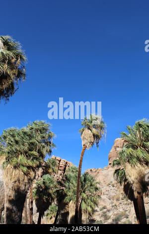 Verloren Palms Oase ist abgelegen einige Meilen in den Colorado Wüste wüste Joshua Tree National Park. Stockfoto