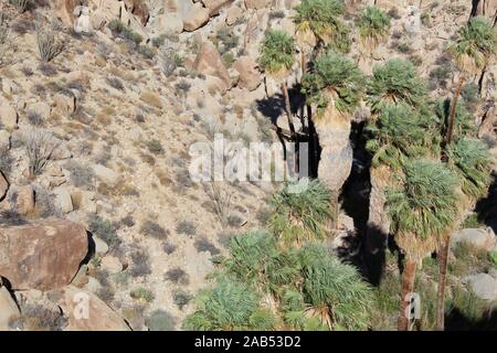 Verloren Palms Oase ist abgelegen einige Meilen in den Colorado Wüste wüste Joshua Tree National Park. Stockfoto