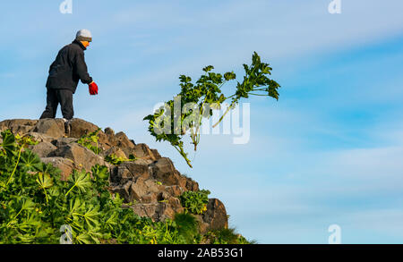 Scottish Seabird Centre Freiwilligenprojekt mit älteren Frau schneiden Baum Malve, Lamm Insel, Erhabene, Schottland, Großbritannien Stockfoto