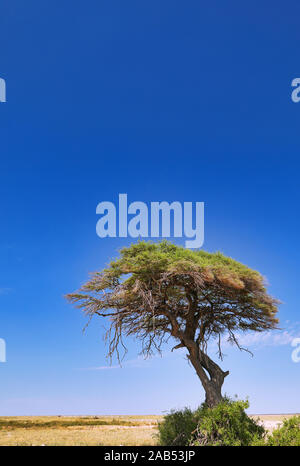 Landschaft am Etosha Nationalpark in der Nähe von Etosha Pfanne, Namibia Stockfoto