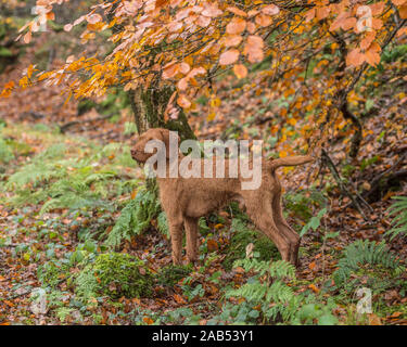 Hungarian wirehaired vizsla Hund im Wald Stockfoto