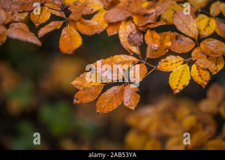 Herbst Herbst Buche Blätter Stockfoto