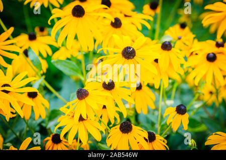 Gelbe echinacea Blumen als sehr schöne natürliche Hintergrund. Stockfoto