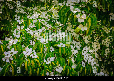 Blühende hartriegel. Farbige Blüte und farbige Blätter. Stockfoto