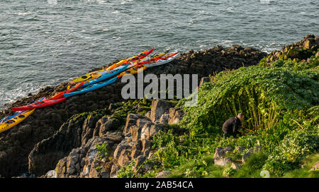 Lothian Sea Kayak Club Kajaks mit männlichen Freiwilligen schneiden Baum Malve, Lamm Insel, Erhabene, Schottland, Großbritannien Stockfoto