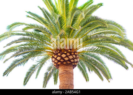 Phoenix canariensis, Kanarische Inseln Datum Palm, gegen die weißen Himmel Stockfoto
