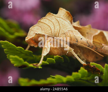 Winkel Schattierungen Motte (Phlogophora meticulosa) sitzen auf Farn. Tipperary, Irland Stockfoto