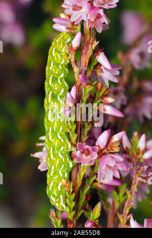 Schöne gelbe Underwing motte Caterpillar (Anarta myrtilli) Fütterung auf Heather Anlage. Tipperary, Irland Stockfoto