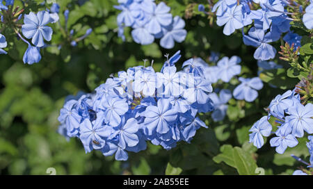 Blühende plumbago Auriculata im Sommer Stockfoto