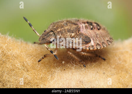 Haarige Shieldbug endgültige instar Nymphe (Dolycoris baccarum) auf. Tipperary, Irland Stockfoto