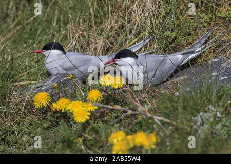 Flußseeschwalbe (Sterna Hirundo) Stockfoto