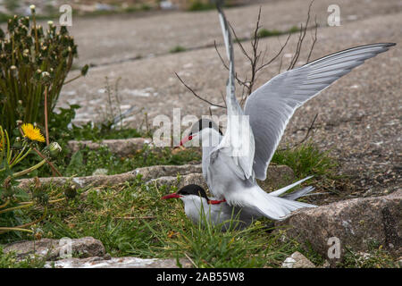 Flußseeschwalbe (Sterna Hirundo) Stockfoto