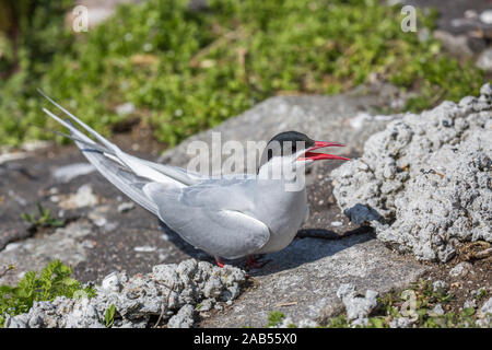 Flußseeschwalbe (Sterna Hirundo) Stockfoto