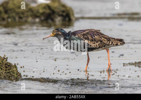 Kampfläufer (Philomachus Pugnax) Männchen Stockfoto