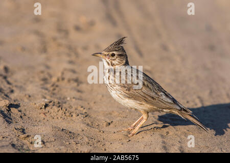 Haubenlerche (Galerida Cristata) Stockfoto