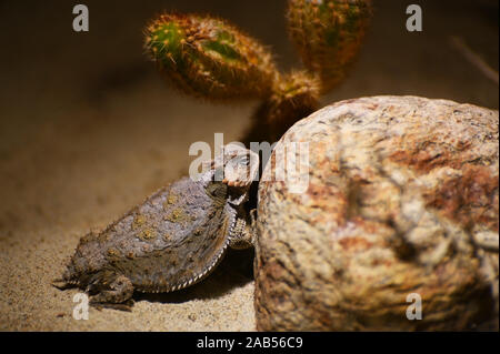 Eine wüste horned Lizard versteckt zwischen den Felsen Stockfoto