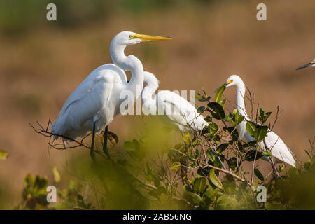 Silberreiher (Casmerodius Albus) Stockfoto