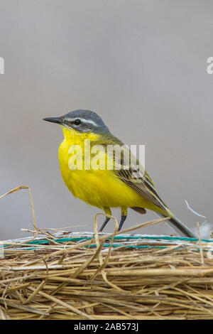 Schafstelze (Motacilla Flava) Männchen Stockfoto