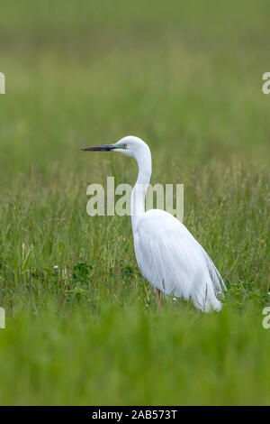 Silberreiher (Casmerodius Albus) Stockfoto