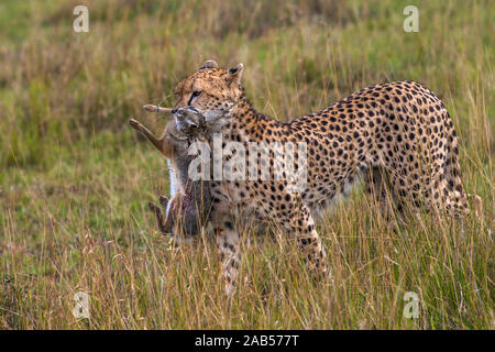 Gepard (Acinonyx jubatus) mit Jagdbeute Stockfoto