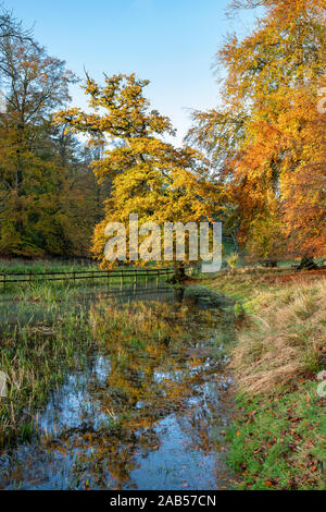 Quercus robur. Herbst Eiche und Bäume in Blenheim Park, Woodstock, Oxfordshire, England Stockfoto