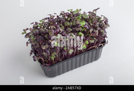 Red microgreens innen schwarz Kunststoff Box isoliert auf weißem Stockfoto