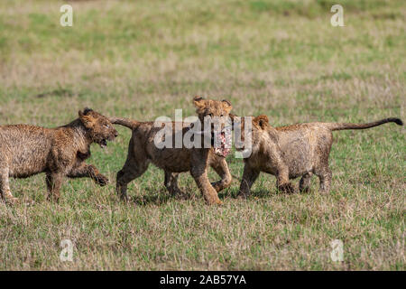 Löwenjugend (Panthera leo) Stockfoto