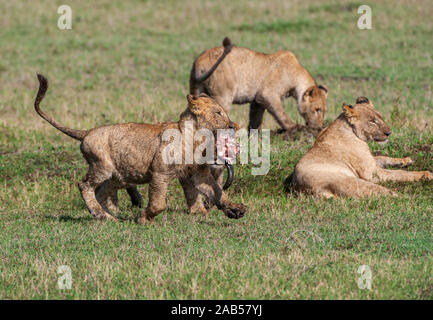 Löwenjugend (Panthera leo) Stockfoto