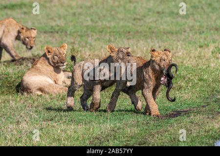 Löwenjugend (Panthera leo) Stockfoto