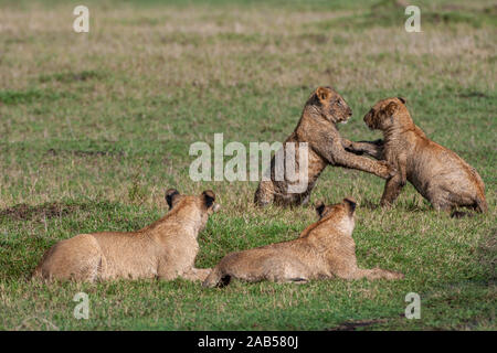 Löwenjugend (Panthera leo) Stockfoto