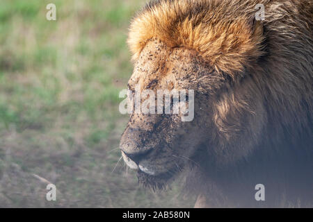 Löwenjugend (Panthera leo) Stockfoto