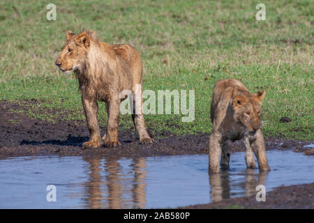 Löwenjugend (Panthera leo) Stockfoto