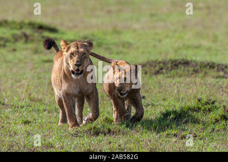 Löwenjugend (Panthera leo) Stockfoto