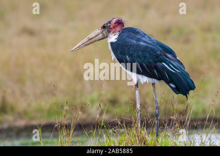 Marabu (Leptoptilos crumeniferus) Stockfoto