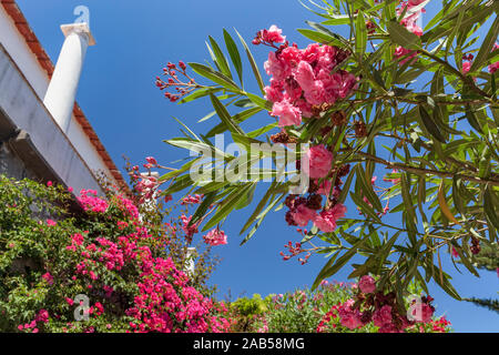 Bougainvillea in Capri Stockfoto