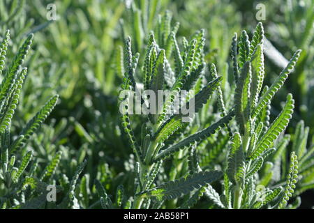 Lavender plants, green leaves back lit in early morning sunshine, Stockfoto