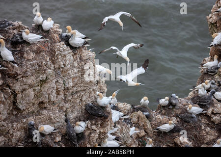 Gannet Colony (Morus bassanus) an bempton Klippen an der Küste von North Yorkshire im Vereinigten Königreich. Es ist das einzige Festland Kolonie von gannett Stockfoto