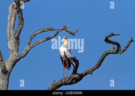 Nimmersatt (Mycteria Ibis) Stockfoto