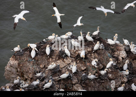 Gannet Colony (Morus bassanus) an bempton Klippen an der Küste von North Yorkshire im Vereinigten Königreich. Es ist das einzige Festland Kolonie von gannett Stockfoto