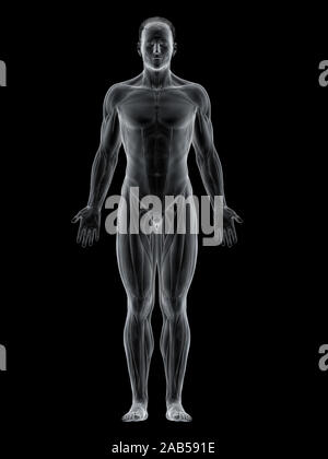 3D-gerenderte Muskel Abbildung der Vorderseite Stockfoto