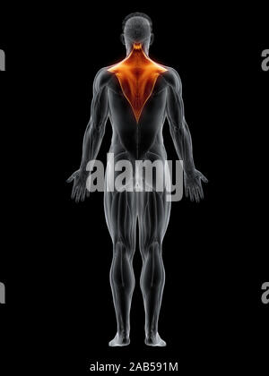 3D-gerenderte Muskel Abbildung des Trapezius Stockfoto