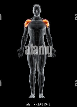 3D-gerenderte Muskel Abbildung der Deltamuskel Stockfoto