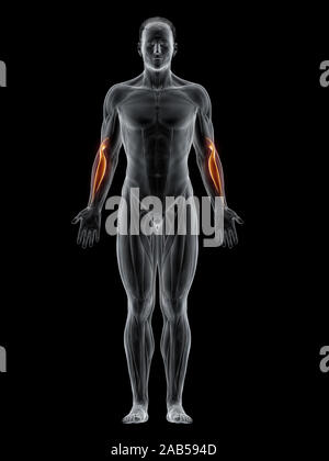 3D-gerenderte Muskel Abbildung der oberarmspeichenmuskel Stockfoto