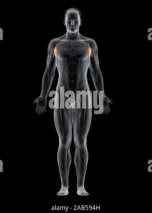 3D-gerenderte Muskel Abbildung des Coracobrachialis Stockfoto