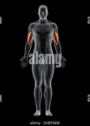 3D-gerenderte Muskel Darstellung der Positionen Stockfoto