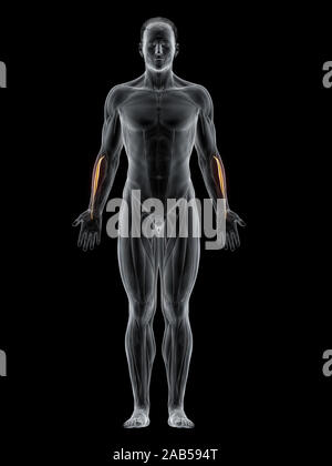 3D-Darstellung der Muskel extensor Carpi radialis Brevis Stockfoto