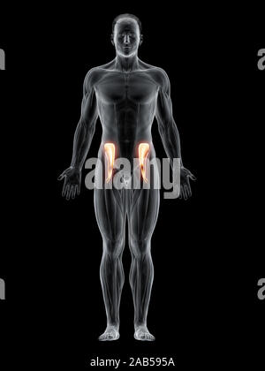 3D-Darstellung der Muskeln iliacus Stockfoto