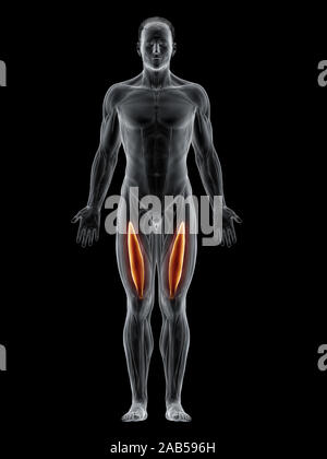 3D-gerenderte Muskel Abbildung des Intermedius Stockfoto