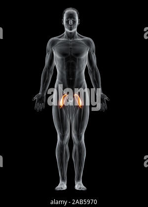 3D-gerenderte Muskel Abbildung des pectineus Stockfoto